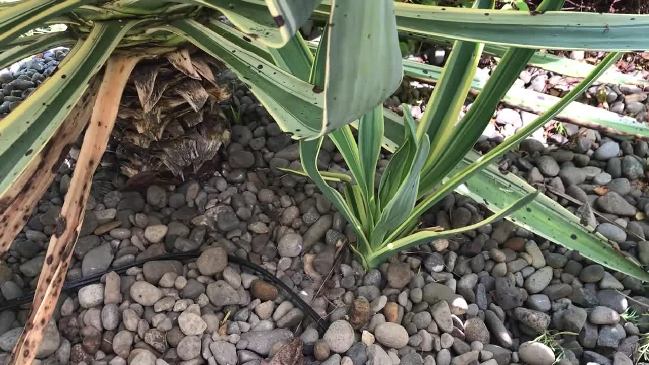 Yucca gloriosa surprise