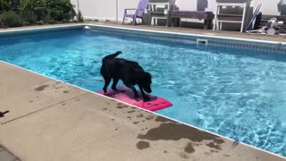 Labrador uses wakeboard to fetch ball out of pool