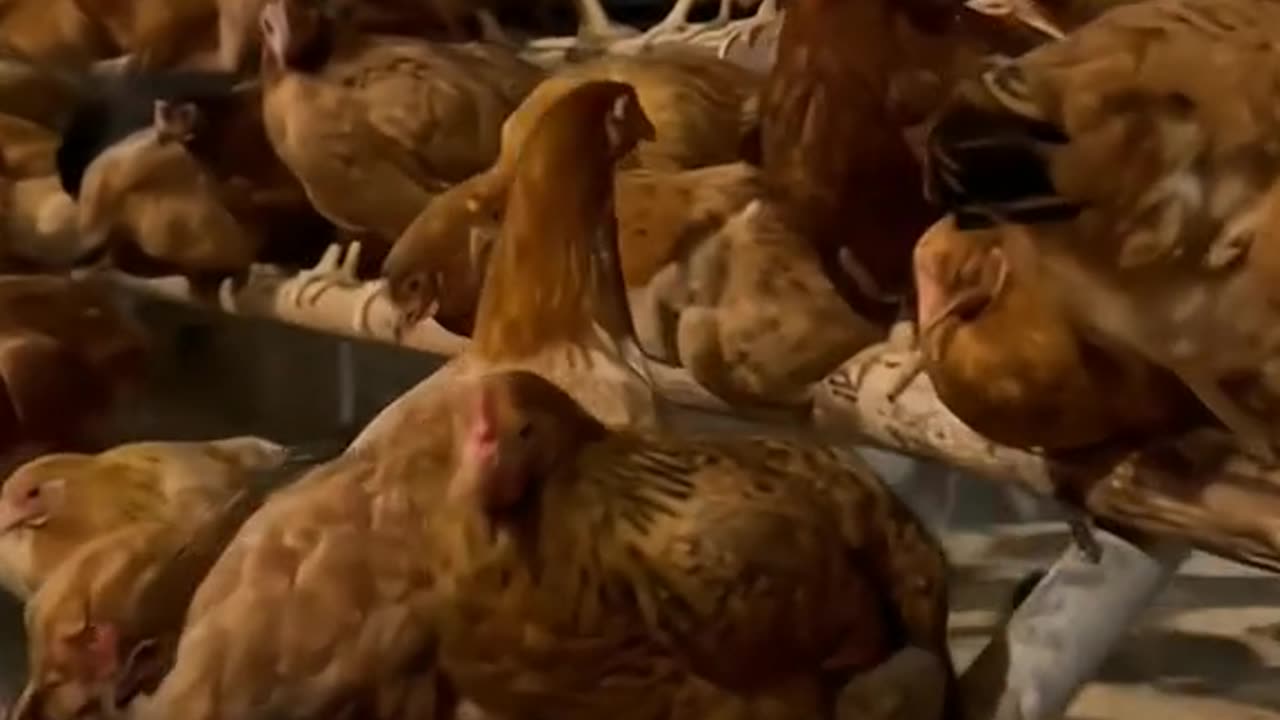 hens farm house , hens , animals , native hens , Best video for kids