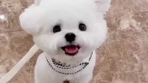 Funny animal