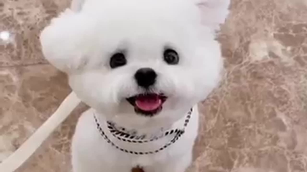 Funny animal