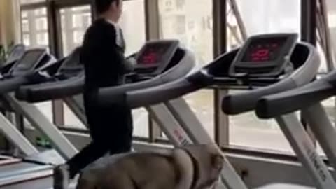 Funny and Cute Dog Training Video - DAILY 🐶 ANIMALS 😻 SHORTS