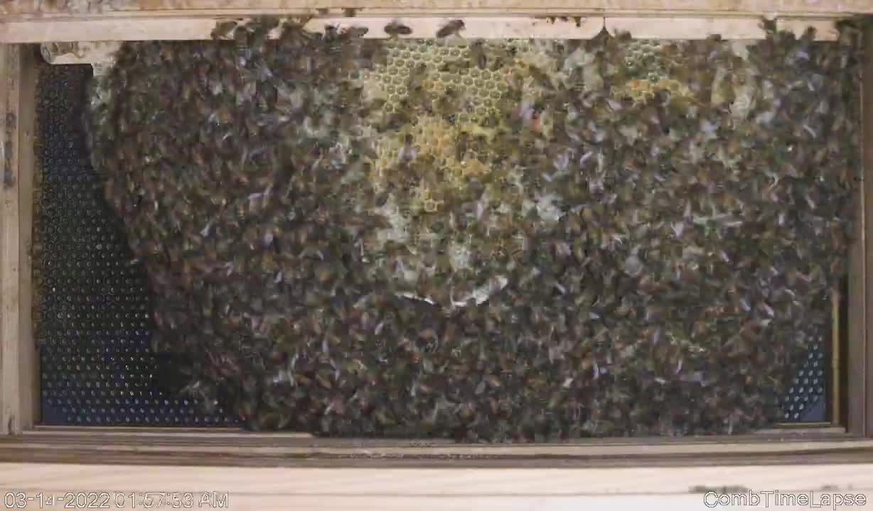Comb Building Time Lapse 03_12_22-03_19_22