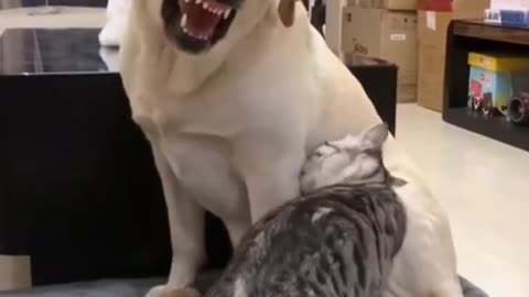 funy video dog #dogsoftiktok #dog