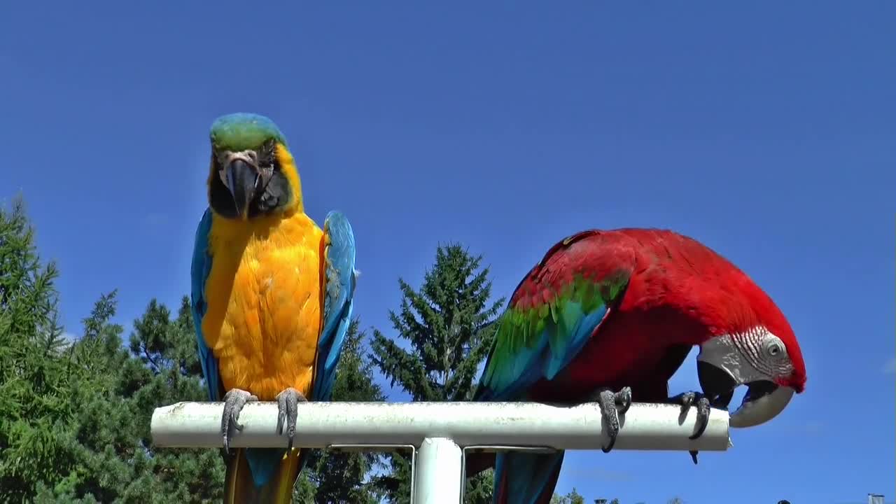 Paradise nature, flowers, parrot, animals🌹🐱🐅 🦜