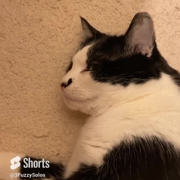 Cat responds when called pretty