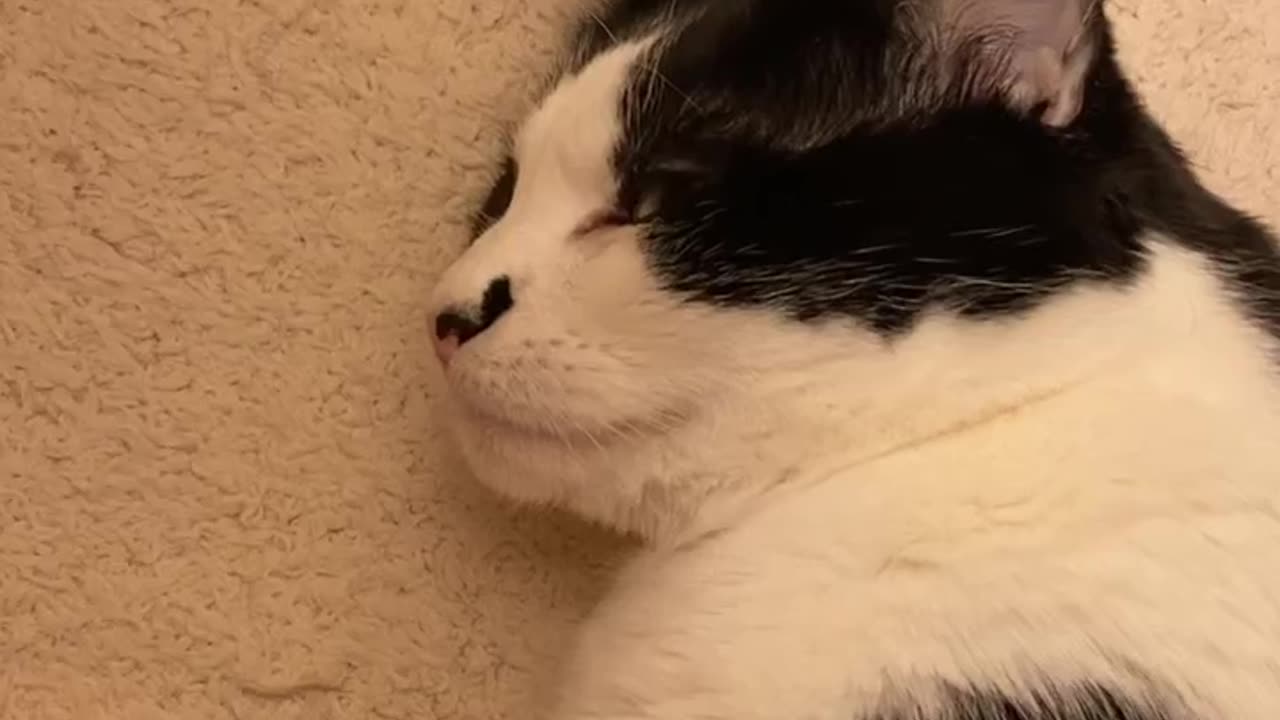 Cat responds when called pretty