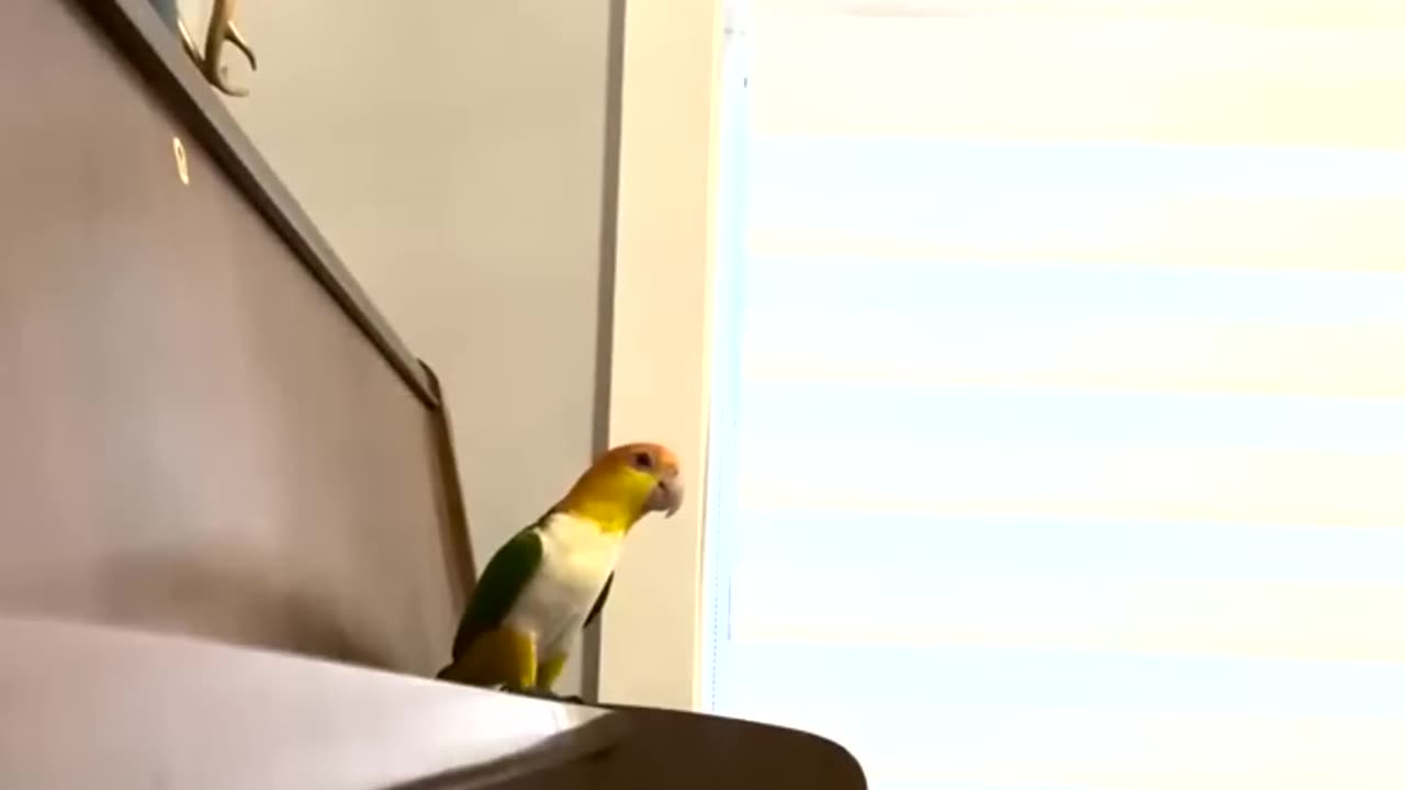 Funny Birds Compilation