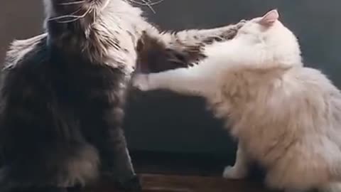 Cute and funny Cat videos 😸