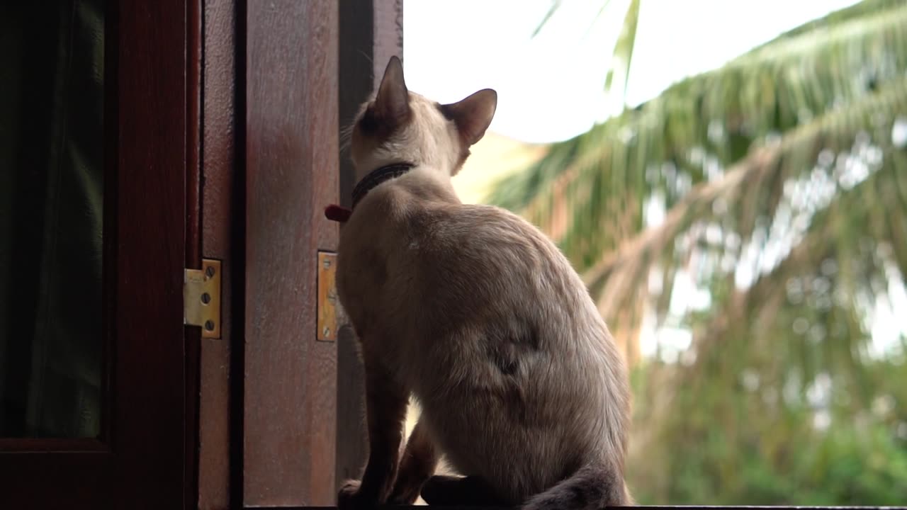 Pretty Cat playing in the house