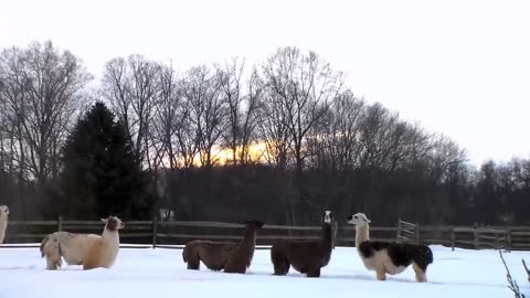 Llamas Snow Dancing