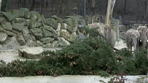 FIR REAL: Endangered Elephants At World's Oldest Zoo Get Huge Tree Treat