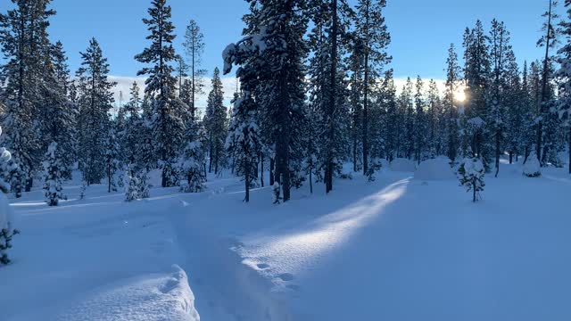 Peaks of the Sun Between the Snowy Trees – Central Oregon – Swampy Lakes Sno-Park – 4K