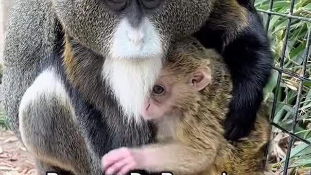 Because De Brazza'sMonkeys are usually found