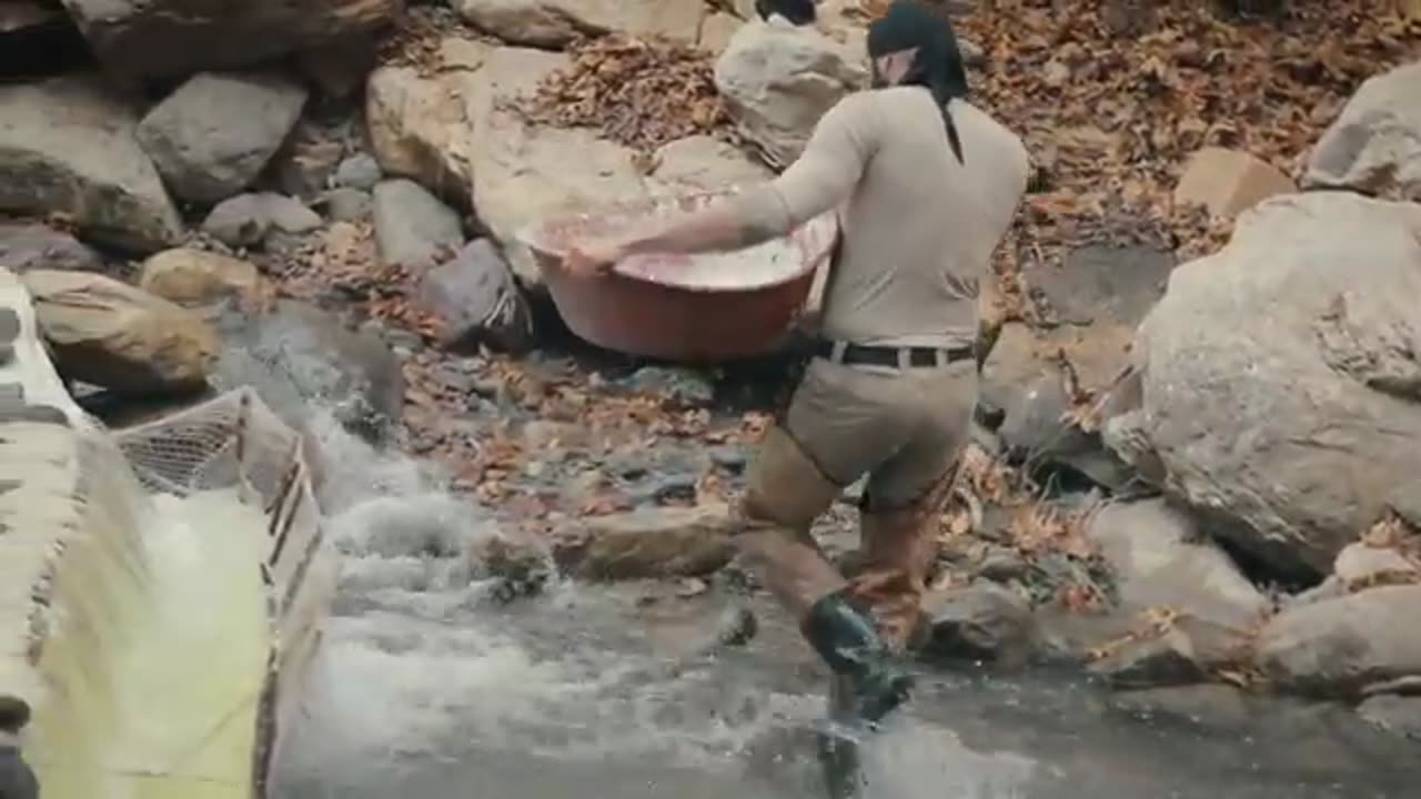 İnanılmaz Balık Avı - Incredible Fishing - 20 kg Fish Every Day - Derede Balık Avı