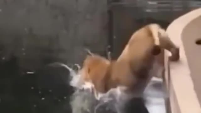 wee funny compilation animal fun