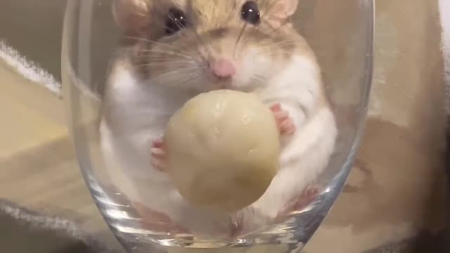 A hamster that can be put in a cup. You will like it