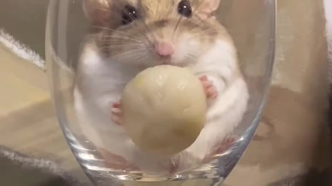 A hamster that can be put in a cup. You will like it