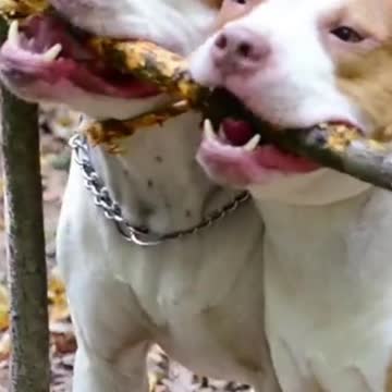 Dogs playing in the forest