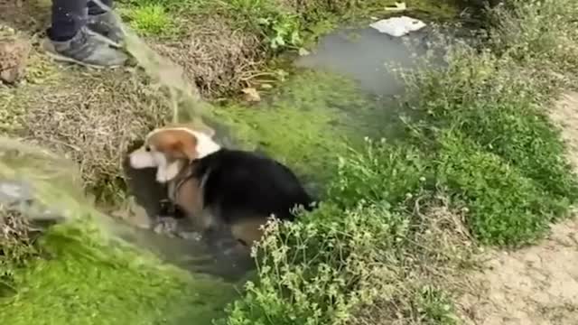 Baby Dogs ❤️ Cute and Funny Dog Videos Compilation #4 | 30 Minutes of Funny Puppy Videos 2023
