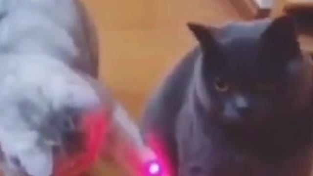 A cat playing with a laser
