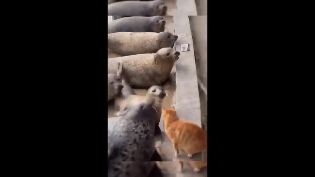 Animal funny video