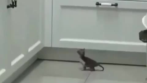 Animalsbeingsilly for the funniest animal videos