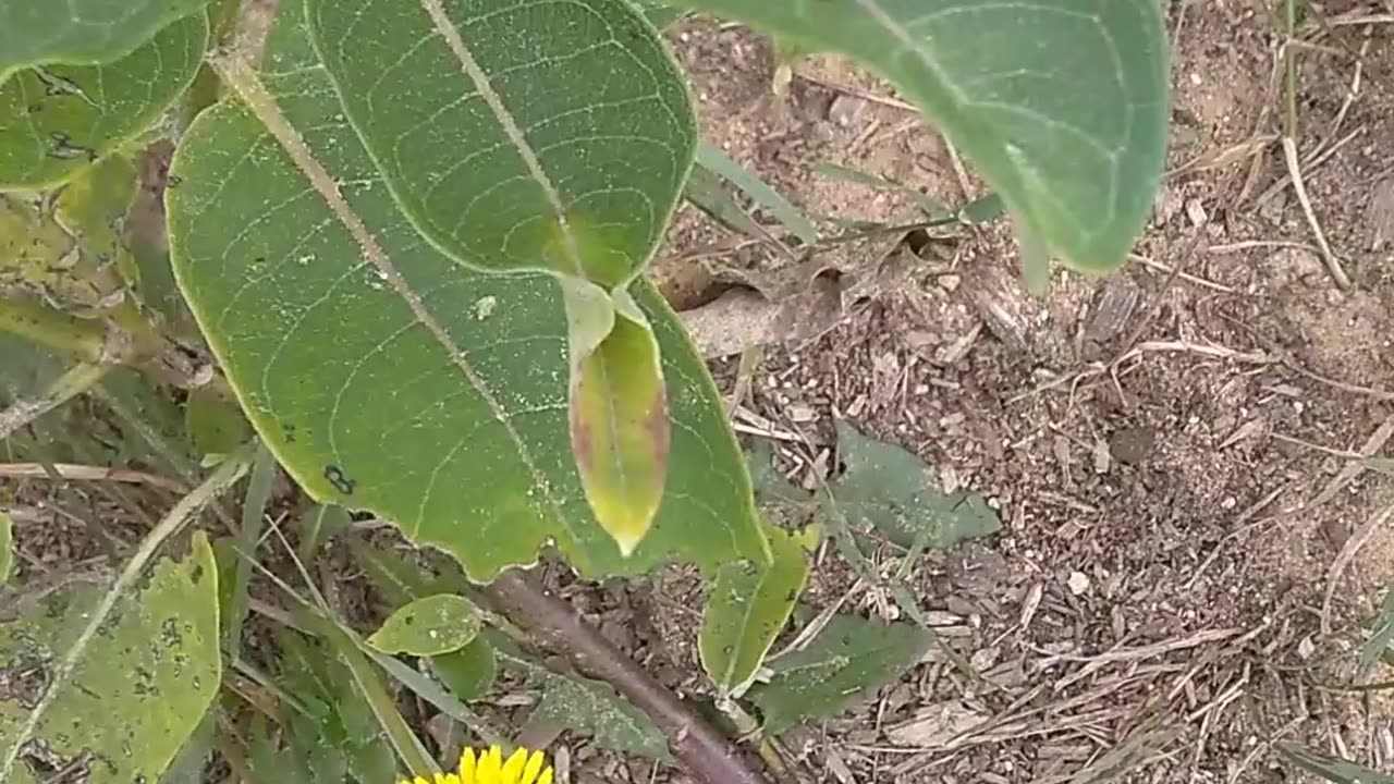 Monarch Butterfly Caterpillars