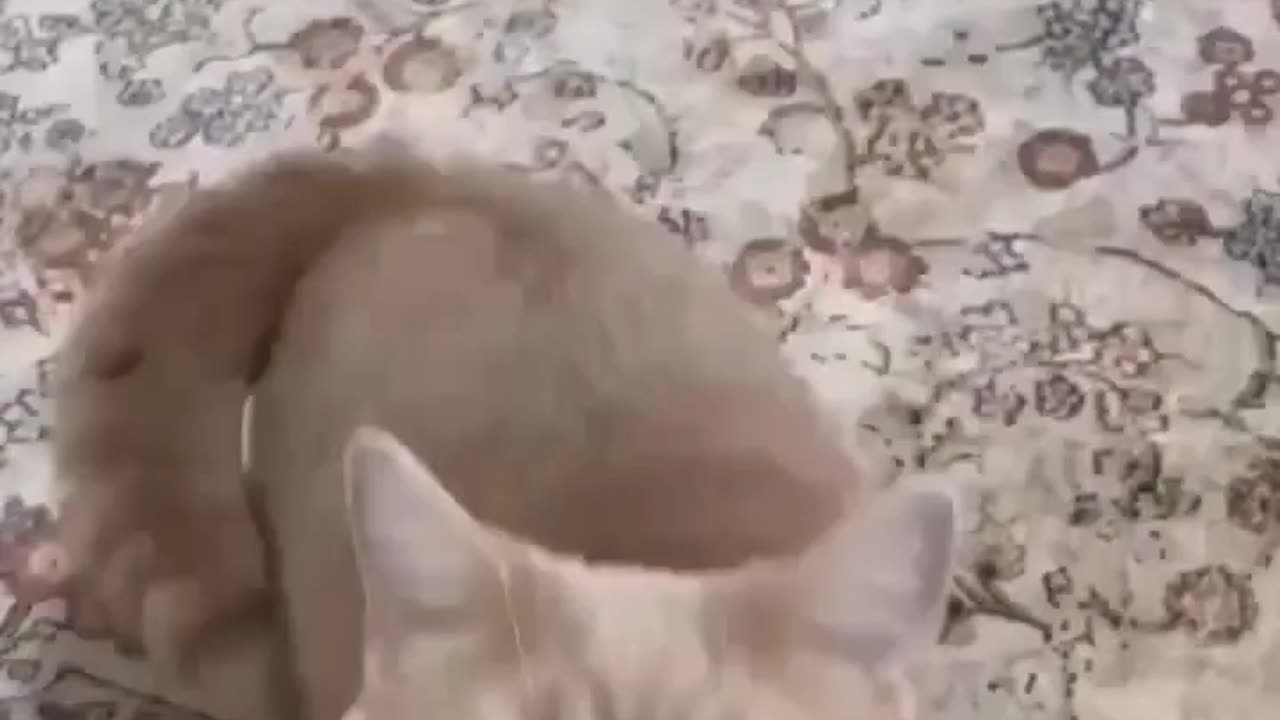 CUTE CAT MEOW MEOW