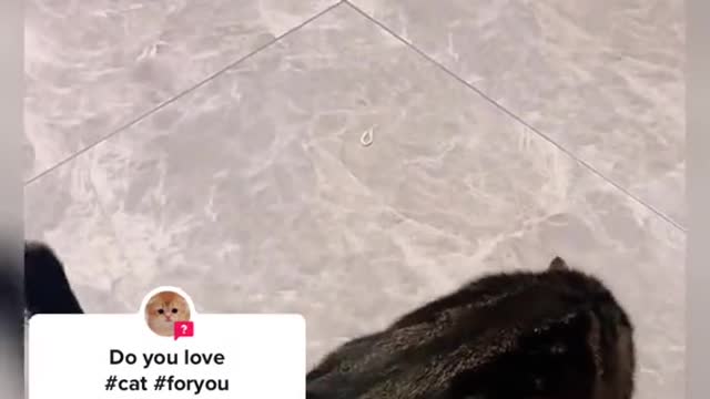 What a good Momma cat