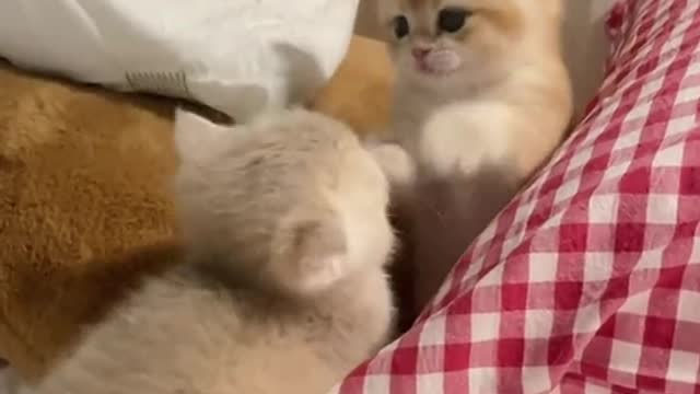 What are the two kittens doing