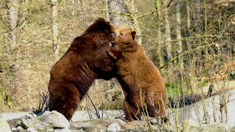 INTENSE BEAR FIGHT