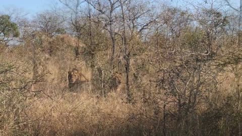 Lions Hiding in Grass Insects