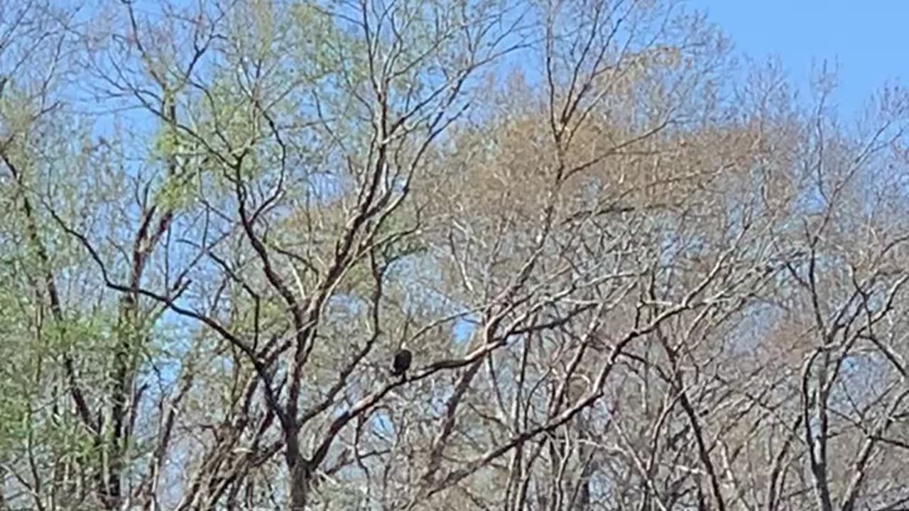 Dog helps owner to hunt for bald eagles!!!