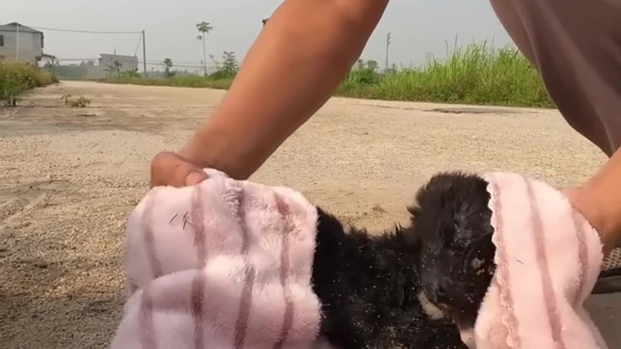 The mother dog had an accident on the road and the puppy's screams