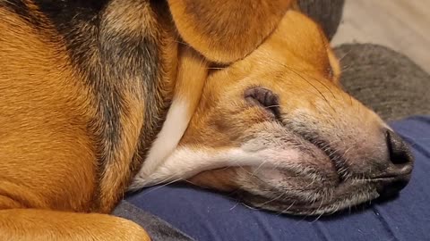 Sleeping Beagle Snores