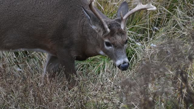 White-tailed Deer Eating