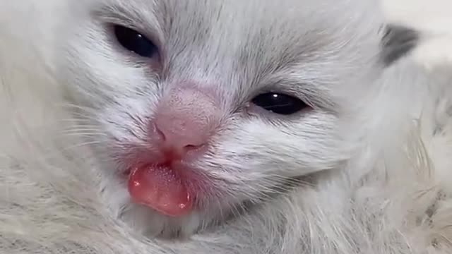 OMG So Cute Cats ♥ Best Funny Cat ❤️🐈Videos 2021 #shorts