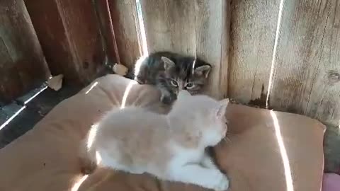 Cute baby cats