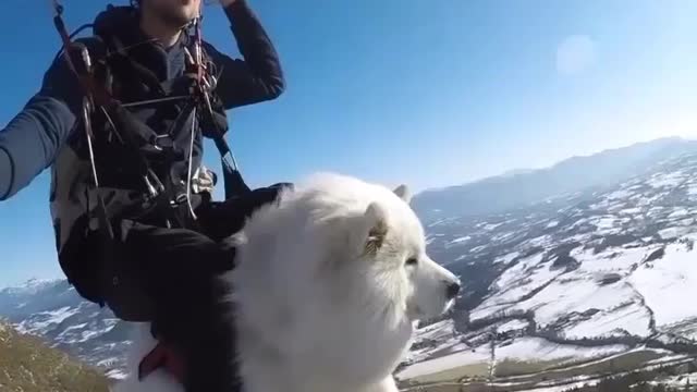 Dog Enjoy PARASHOOT With its Owner 😱 😱