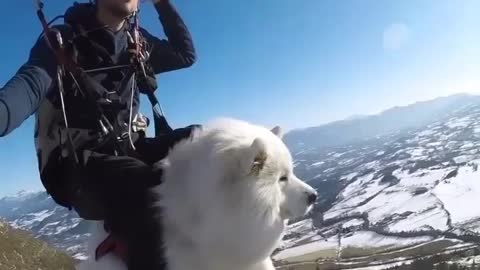 Dog Enjoy PARASHOOT With its Owner 😱 😱