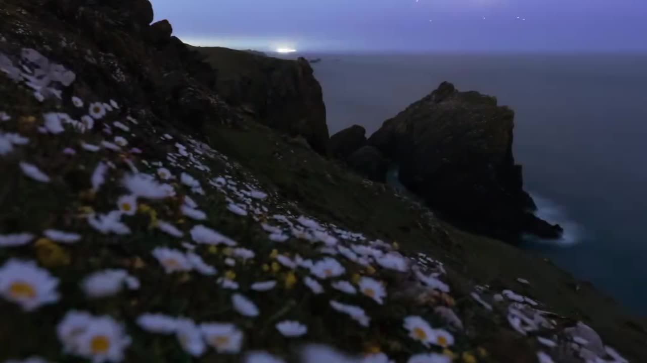 Wildflowers and Milky way