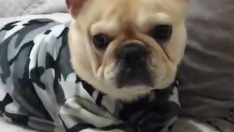 Baby animals