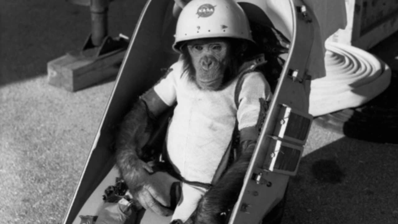 "Fur-rtastic - Chimp and Dog's Mission to the Stars!"