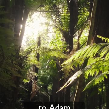 What God Could Have Done #God #thegarden #searchandrescue #mercy