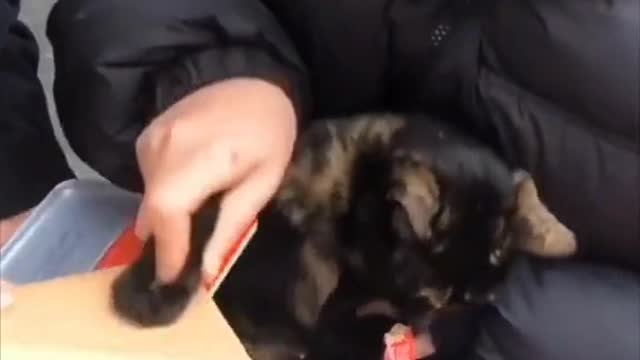 Well I guess they're earning their kitty food and then some!