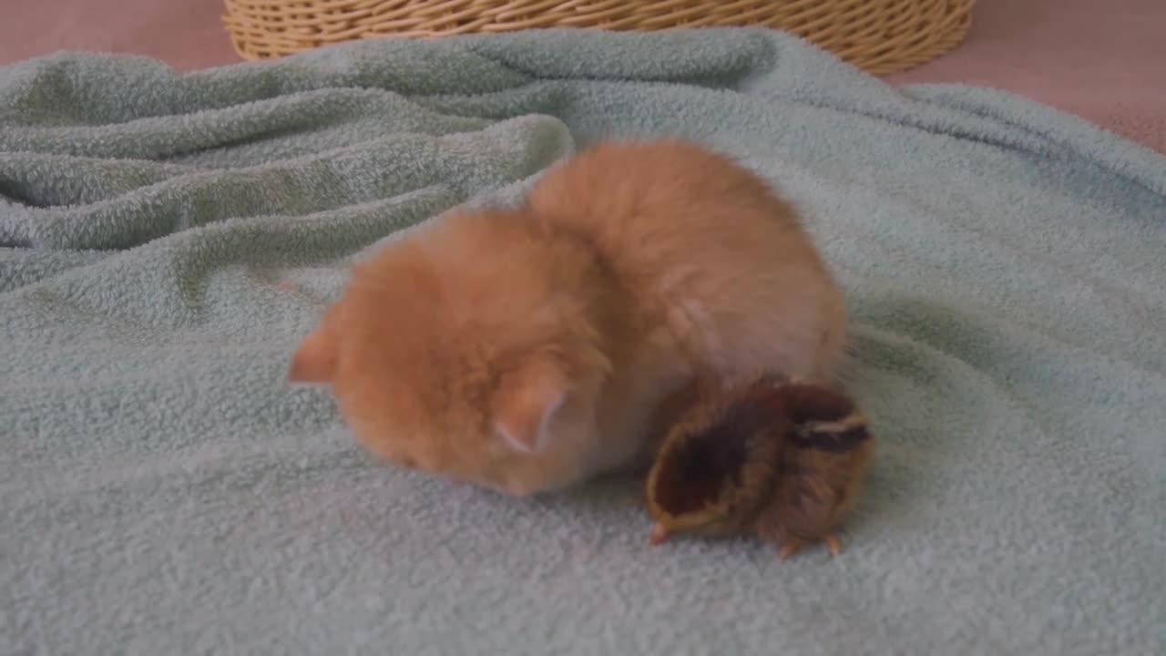 Winter is Here, Kitten Pudding Warm The Chicks While Sleeping Next To Each Other