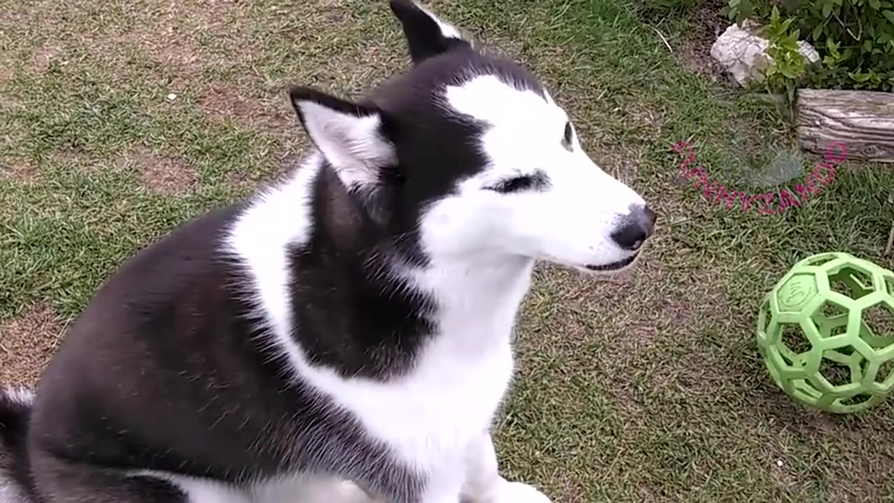 FUNNY ANIMALS - HUSKY SPECIAL