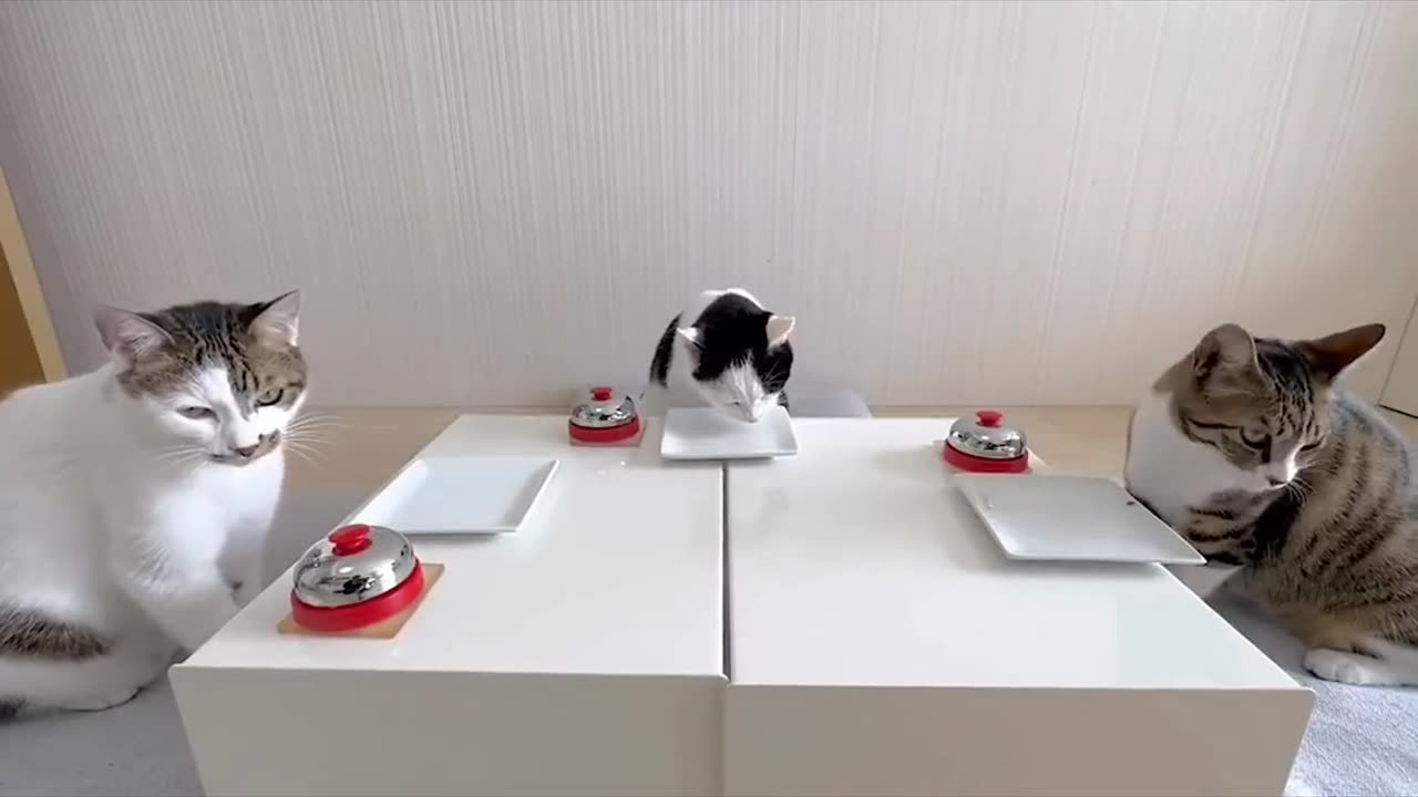 Smart cats😂😻
