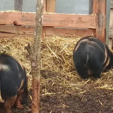 Kune kune pigs